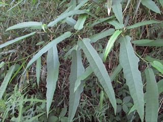 ホソバイヌビワ